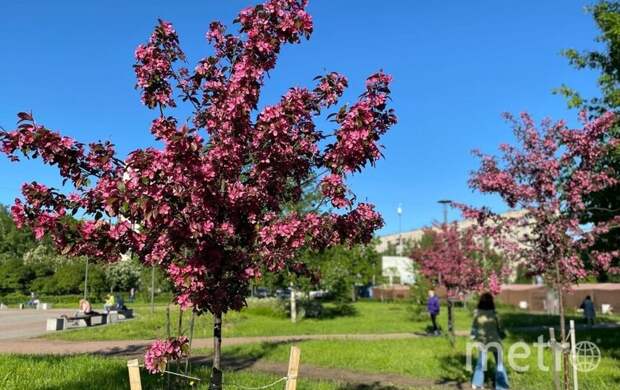 Сквер на улице Орджоникидзе в Московском районе станет яблоневым садом