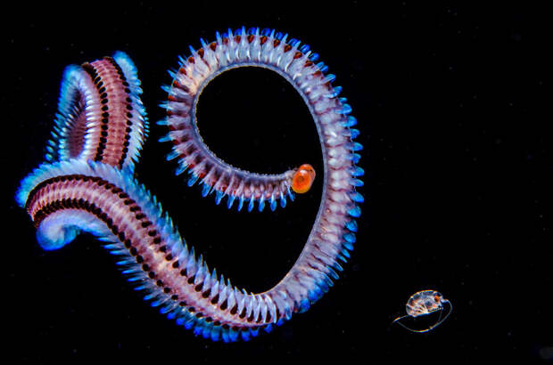 Конкурс подводной фотографии Ocean Art 2019