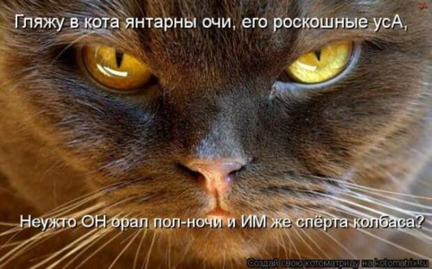 Веселая котоматрица за неделю (28 шт)