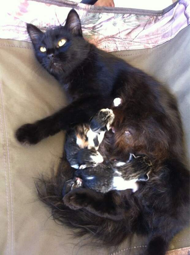 Без кота и жизнь не та