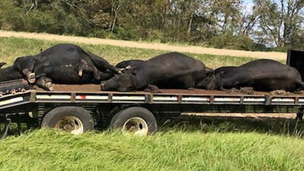 Гигантские стаи комаров убивают скот и лошадей в Луизиане