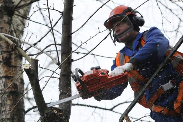 Если надо обрезать ветки высокого дерева, выручает подъёмник. Фото: Кирилл Зыков/Агентство «Москва»