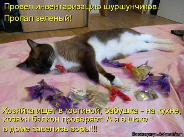 Свежая котоматрица на Бугаге (26 фото)
