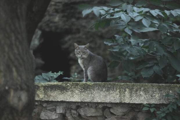 Очень колоритные уличные коты бездомные, город, кот, кошка, улица, уличные кошки, эстетика
