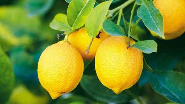 Фото: Простые и эффективные способы очищения лимонами