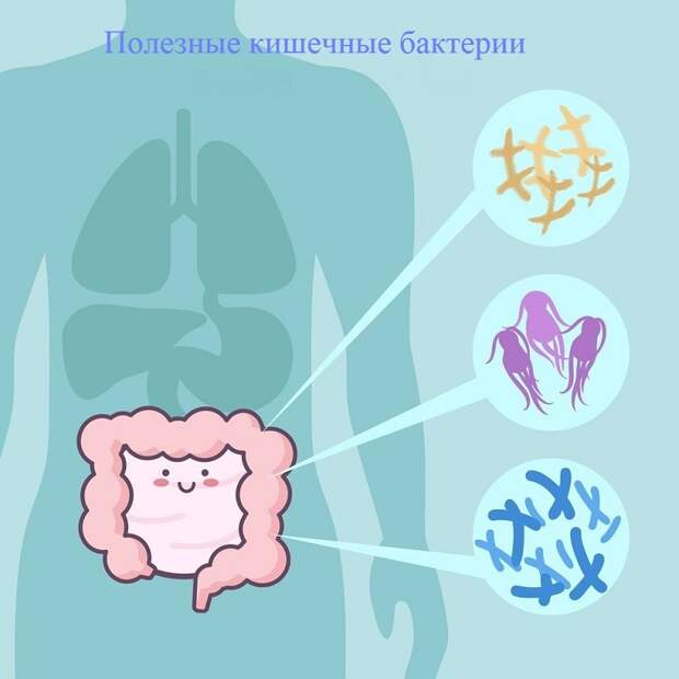 Микробиота кишечника. Полезные бактерии для кишечника. Полезная микрофлора кишечника. Бактерии для кишечника детям. Полезные бактерии рисунок.