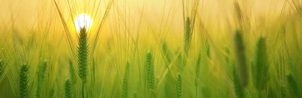 Семена элитной пшеницы из Австрии похитили в Карагандинской области