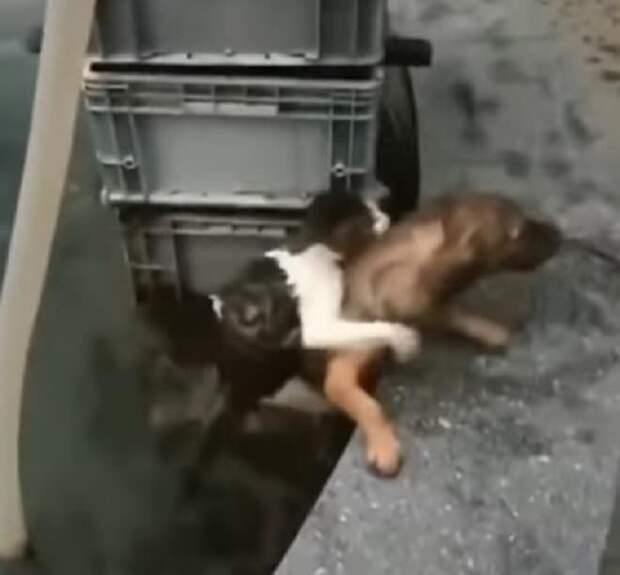 Кот держится за собаку