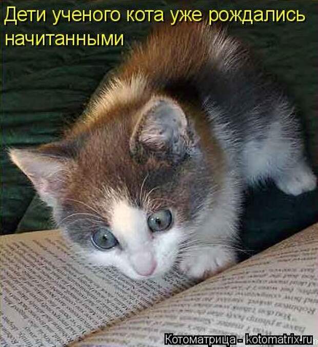 Новая котоматрица для всех (30 фото)