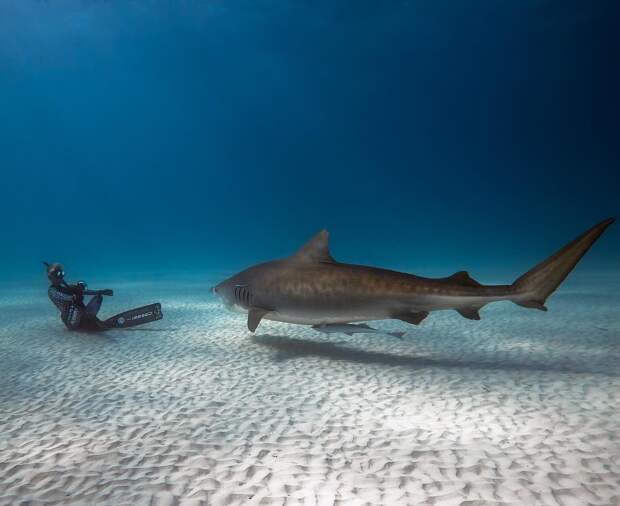Захватывающие подводные фотографии от Хуана Олифанта