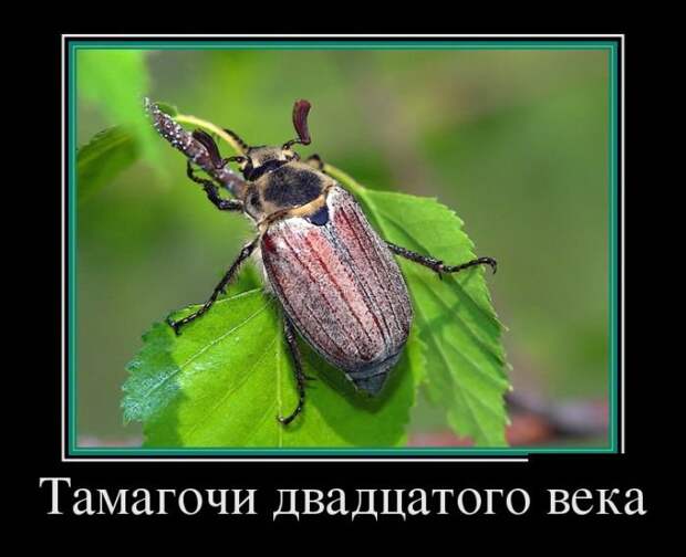 Демотиваторы на понедельник (30 фото)