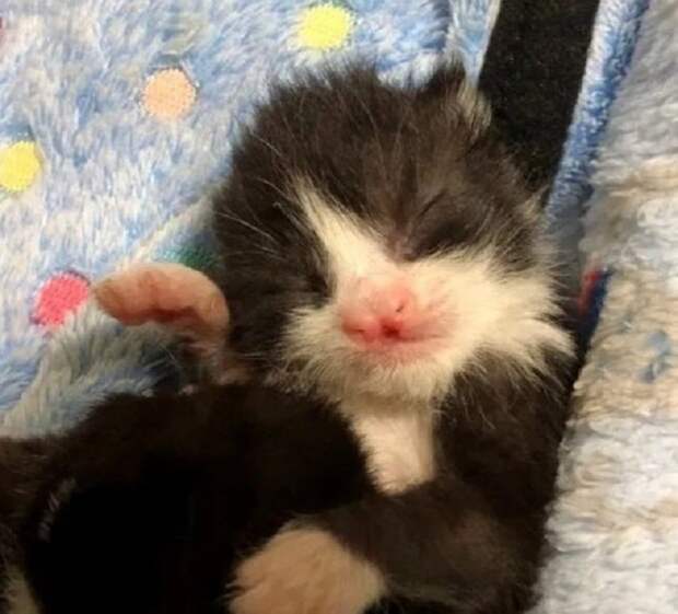 Котенок спит Черно-белый котенок