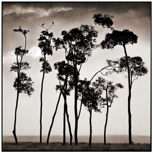 фотографии африки. Nick Brandt