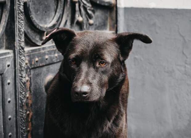 В Горячем Ключе живодеры жестоко расправились с собакой: жители требуют принять меры