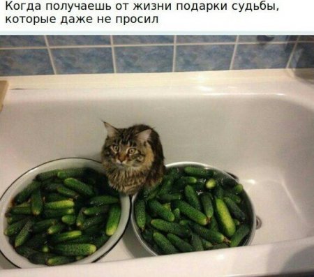 Посмеемся?