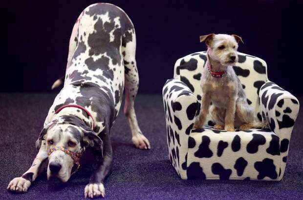 Выставка собак Crufts Dog Show 2019 проходит в Великобритании