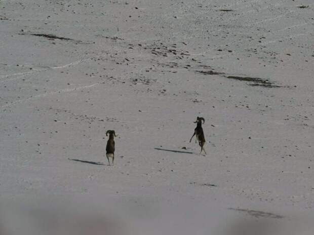 Бараны аргали / Фото: Алексей Кужлеков