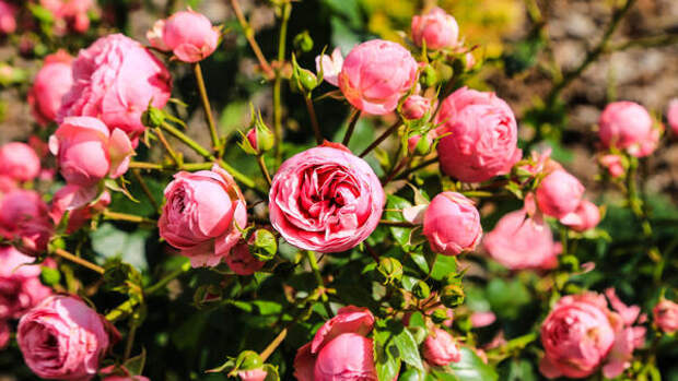 Не спешите снимать укрытие: роковая ошибка, из-за которой розы и гортензии гибнут именно весной