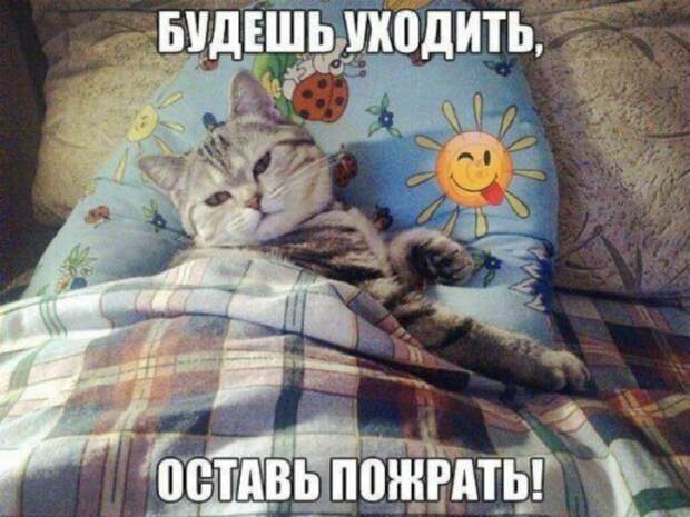 Субботний котопост картинки с надписями., смешные коты и кошки, фотоприколы