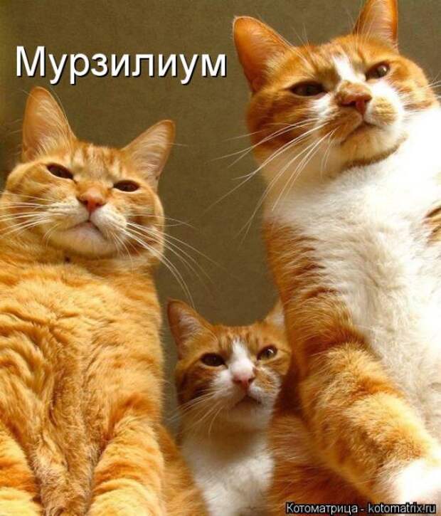 Лучшие котоматрицы недели (50 фото)