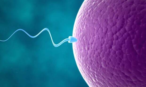 сперматозоид, cамые интересные факты о человеке