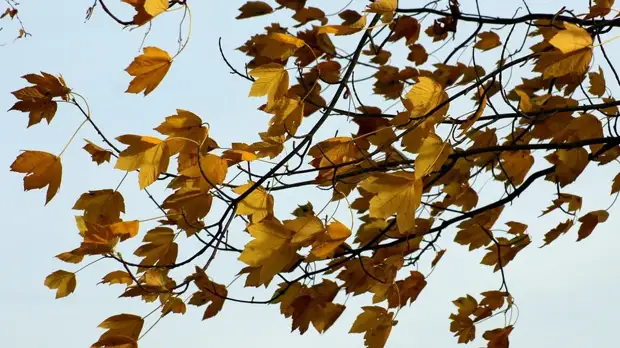 Спасатели предупредили об усилении ветра в Татарстане до 18 м/с