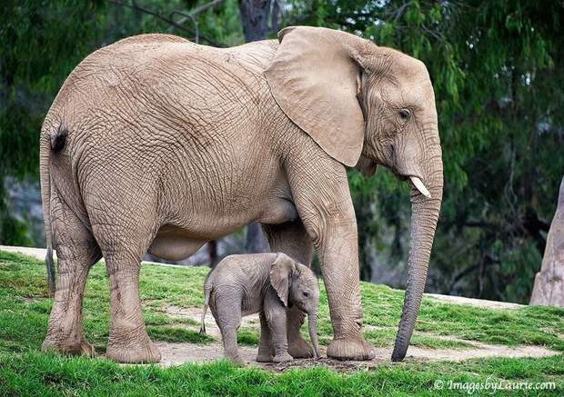 MiniMe28 Ударная доза мимимишности: зверята и их увеличенные копии