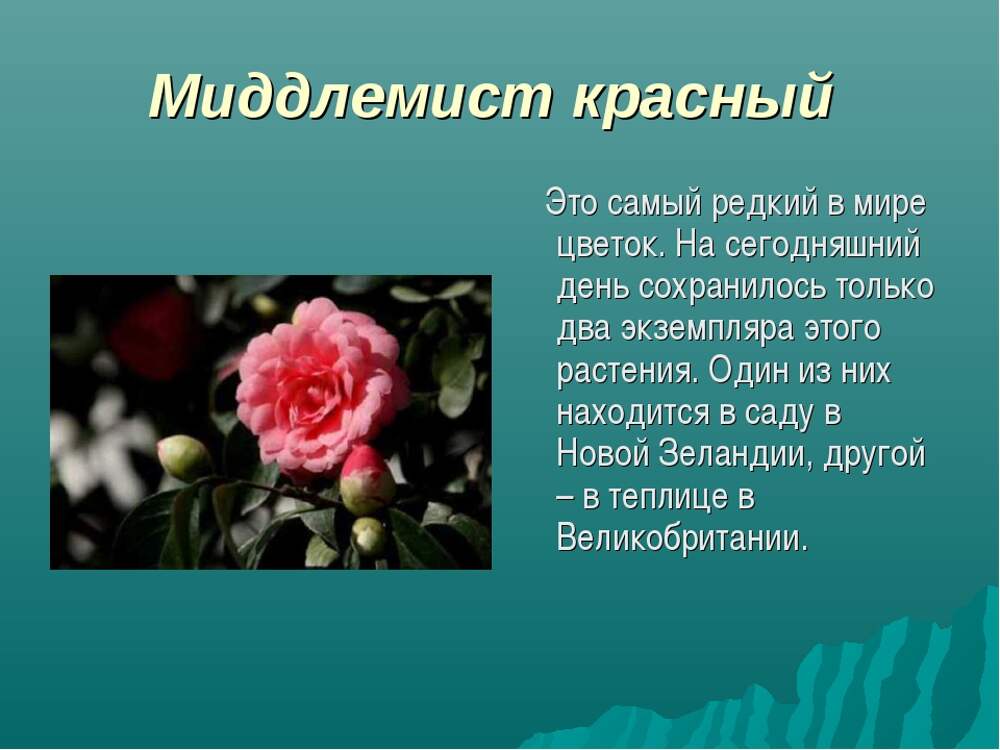 Информация о цветах памяти. Красная Камелия Миддлемист. Миддлемист красный цветок. Красная Камелия или красный Миддлемист.