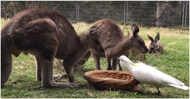 Наглый какаду дерзко ограбил двух кенгуру Агрессор, австралия, видео, животные, какаду, кенгуру, нападение, попугай