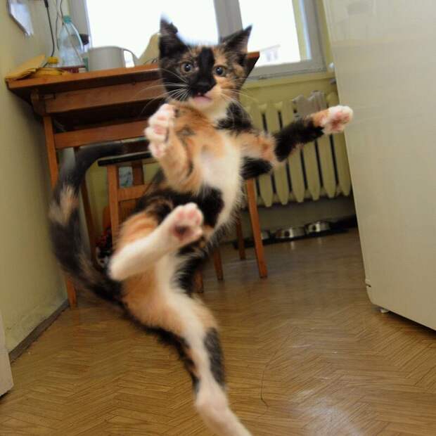 Без кота и жизнь не та