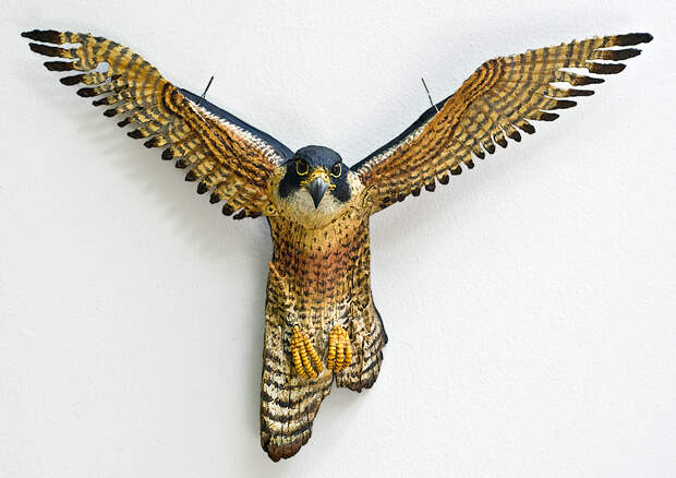 Kathy Boortz - Peregrine