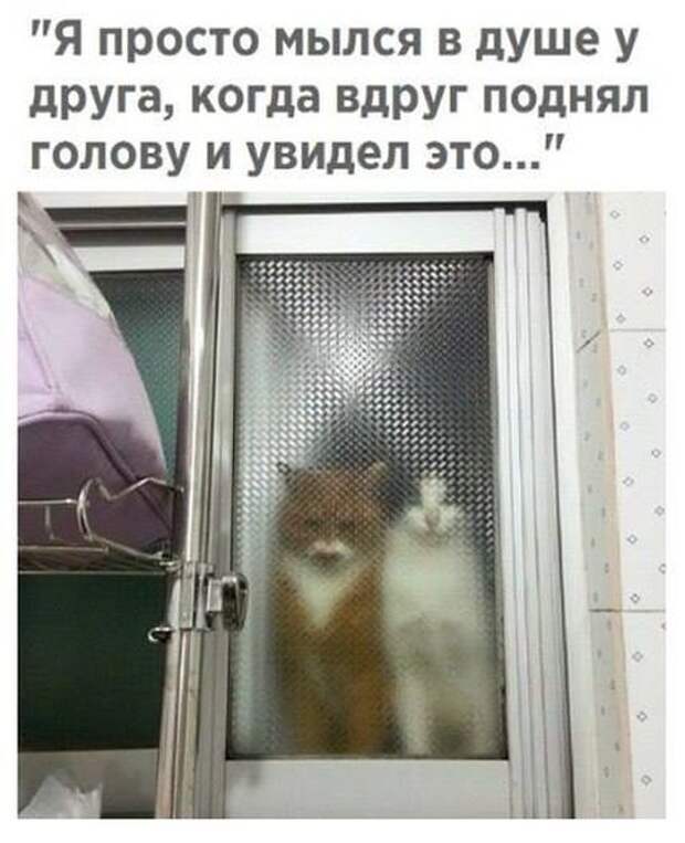 Смешные картинки (20 фото)