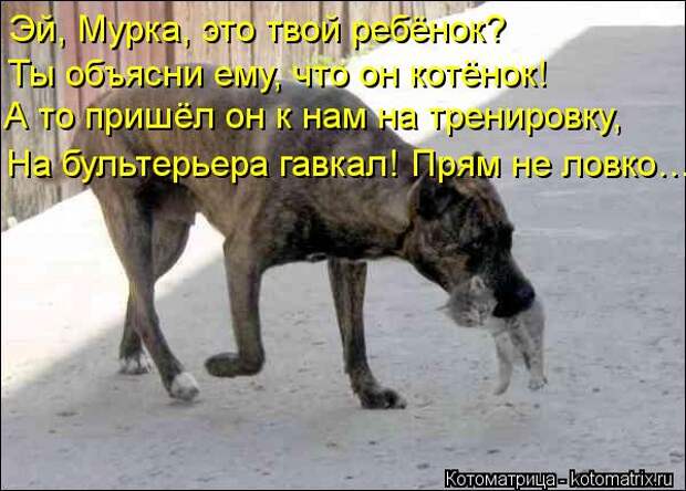 Котоматрица: Эй, Мурка, это твой ребёнок? Ты объясни ему, что он котёнок! А то пришёл он к нам на тренировку, На бультерьера гавкал! Прям не ловко…