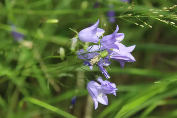 "Тянутся сосны в прозрачное небо, глыбы гранита заснули давно..." Парк Монрепо в Выборге