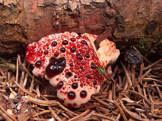 creepyplants05 Самые жуткие растения