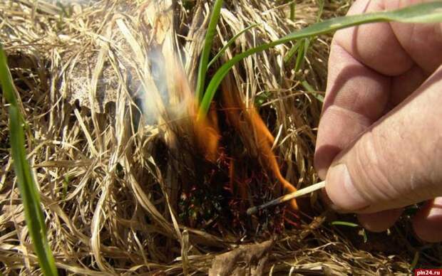 Почему нельзя жечь траву весной и к чему это приводит