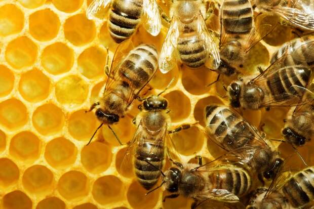 подкормка пчел