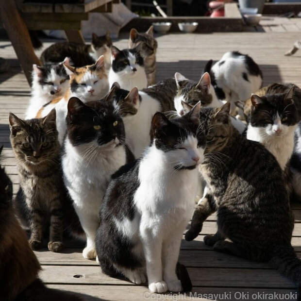 Японские уличные котики на снимках Масаюки Оки