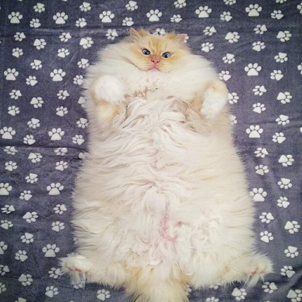 Невероятный кот, который утопает в собственной шерсти