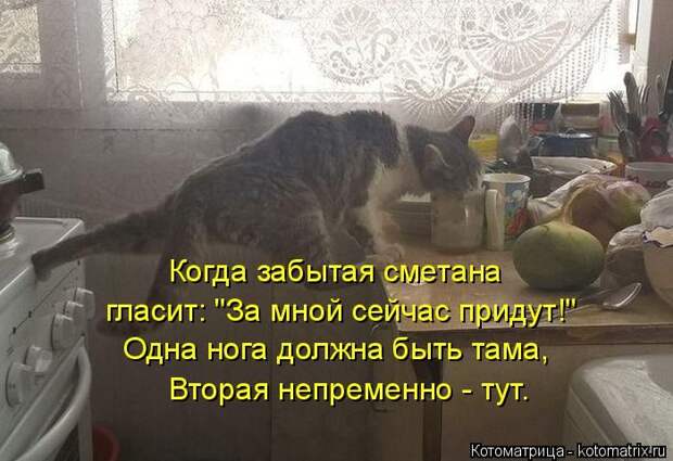 Лучшие котоматрицы недели (50 фото)