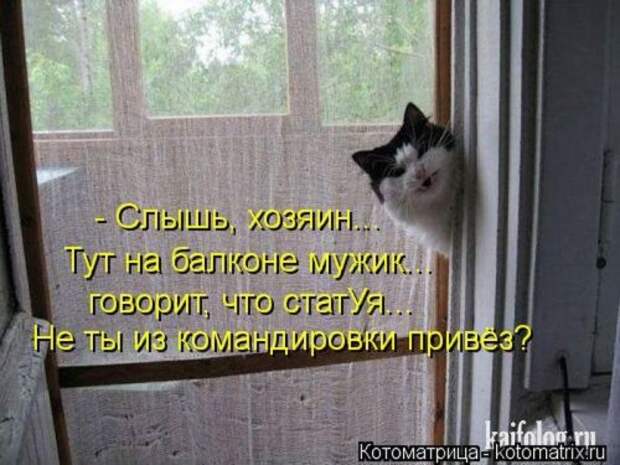 Лучшие котоматрицы за неделю (36 шт)