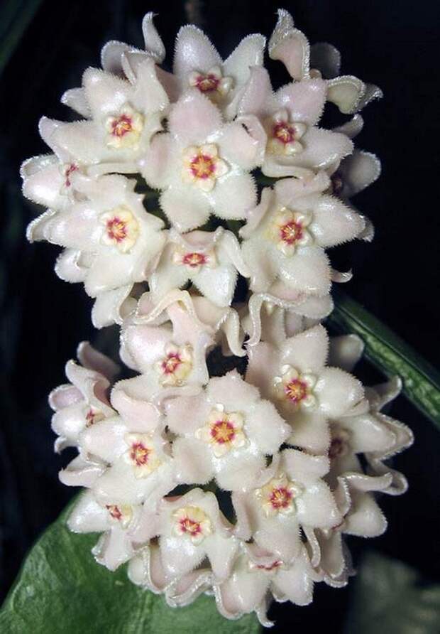 Хо́йя (лат. Hóya)