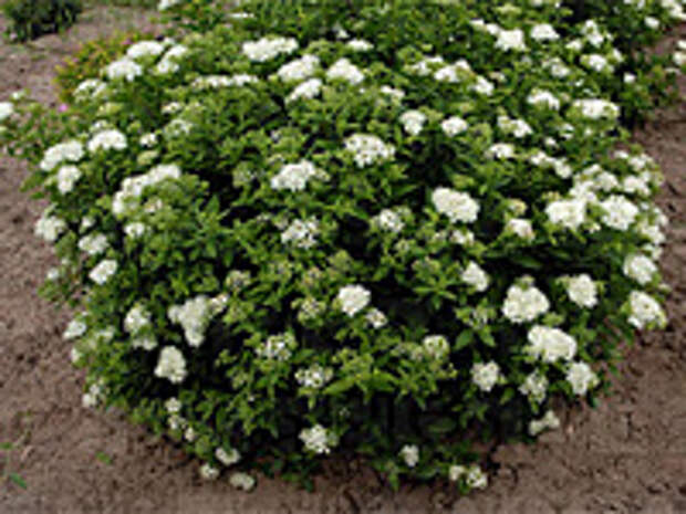 Спирея японская Albiflora