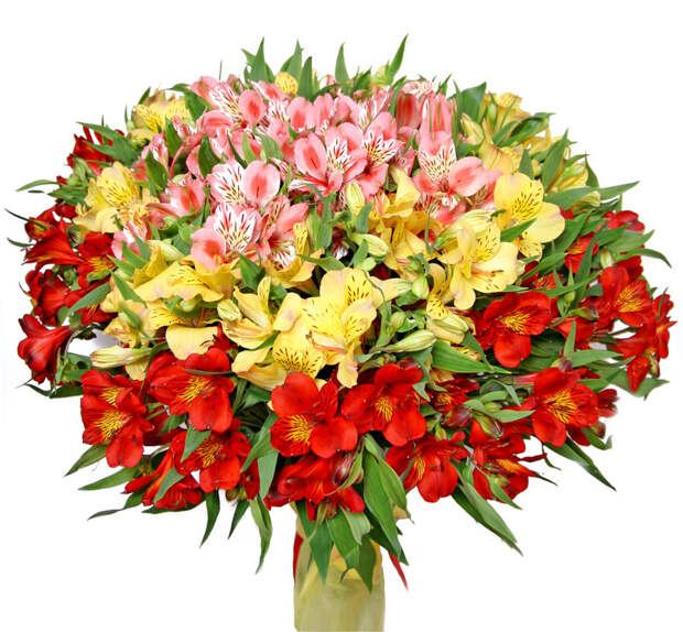 http://www.floridence.ru/assets/images/flower/karnaval/karnaval.jpg