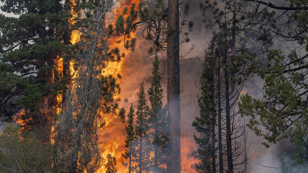 В Костанайской области Казахстана объявили режим ЧС из-за лесных пожаров
