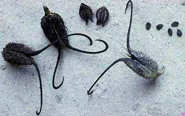 creepyplants15 Самые жуткие растения