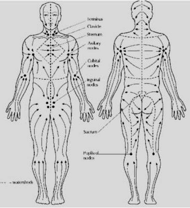 Лимфотоки на теле схема для массажа