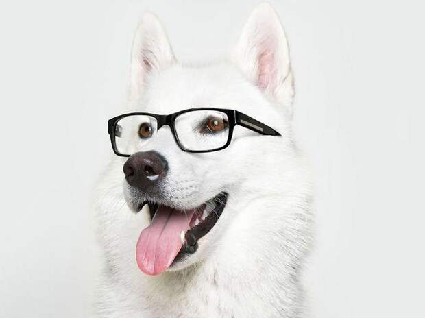 Интересные факты о домашних животных, Умная собака, собака в очках