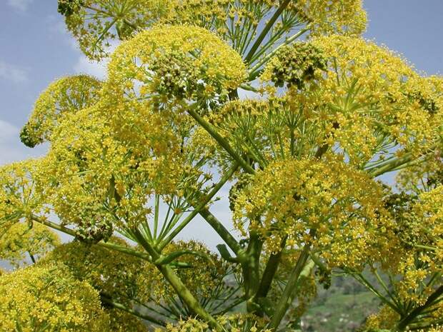 Ферула, растение достигающее 3 метров в высоту, Авиценна считал, что регулярное применение этого растения создает благоприятные условия для восстановления защитных сил организма Цветение, красота, пустыня, удивительное, факты, фауна, цветы