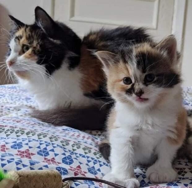 Трехцветные кошка и котенок